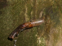 08.10.2005. Imatge del tub. Un tronquet de fusta fa de tap per evitar la despesa d’aigua.