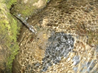 Imatge d’un dels dos dolls. Imatge d’un dels dos dolls.